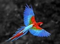 pic for parrot  1920x1408